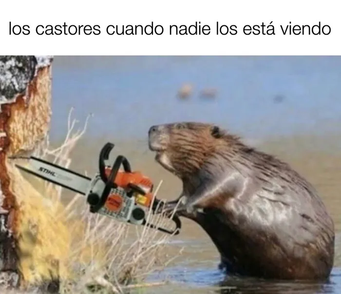 Meme gracioso de paletos americanos con un castor usando una motosierra.