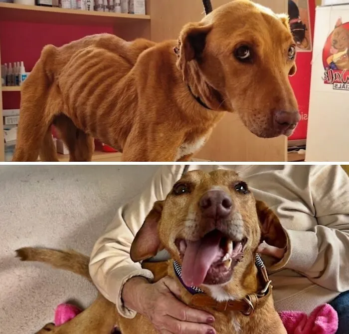 Fotos de perros antes y después de ser adoptados: un perro rescato muy flaco que recupera su alegría.