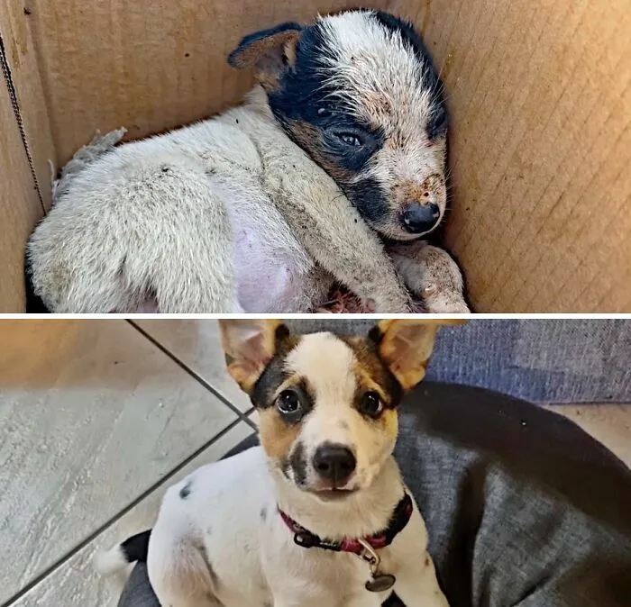 Cachorro abandonado en una caja antes y lindo perro limpio despues de ser adoptado