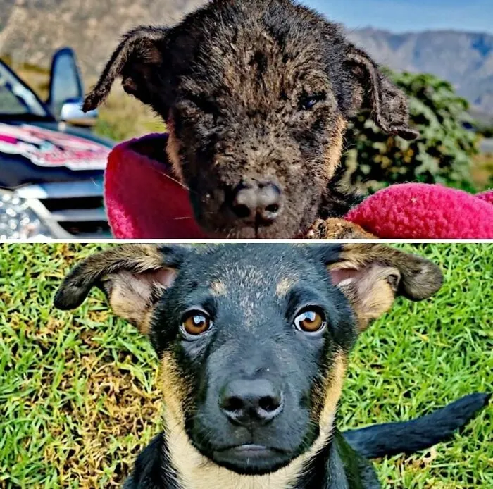 Fotos de perros antes y después de ser adoptados: un cachorro maltratado y luego sano en el pasto.