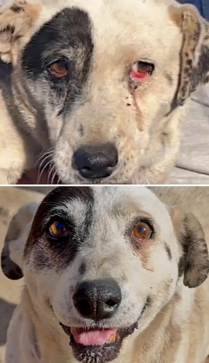 Transformacion de perro mestizo antes y despues de ser adoptado, recuperando su salud y alegria