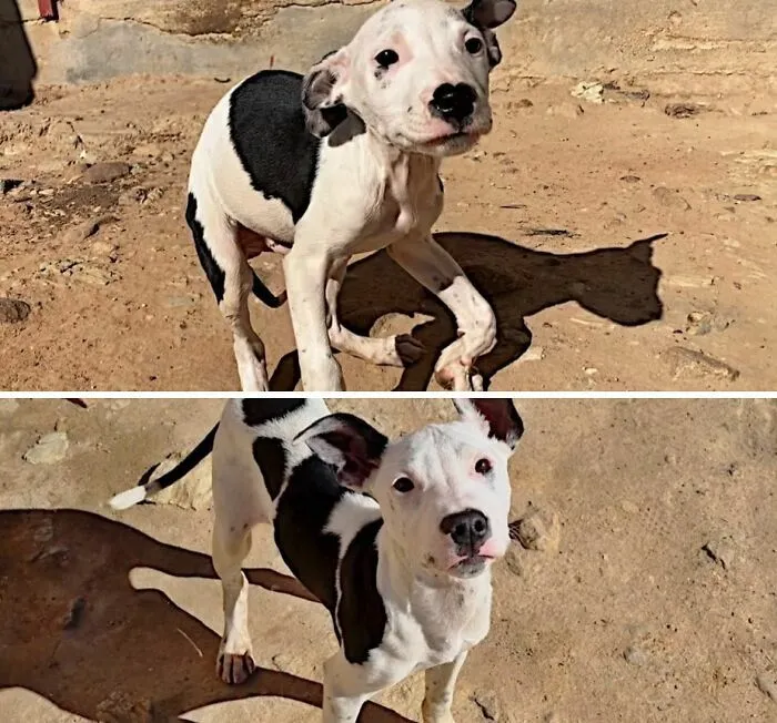 Perro blanco y negro lesionado antes y feliz despues de ser adoptado en un nuevo hogar