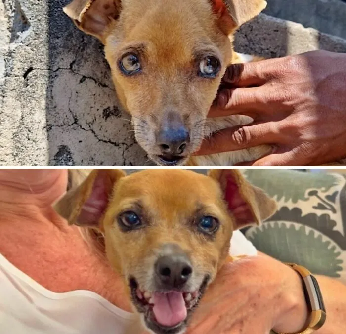 Un pequeño perro triste con mirada asustada antes y sonriendo feliz al ser adoptado.