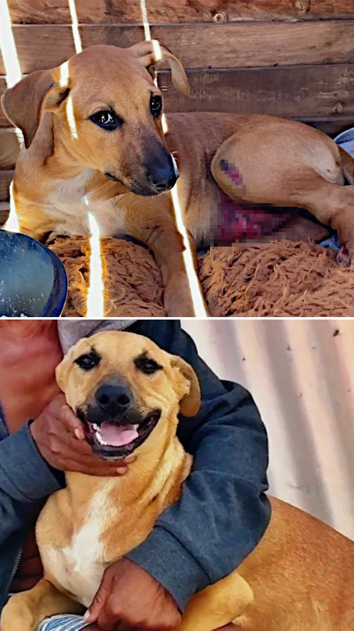 Un perro mestizo herido antes de ser rescatado y sonriendo feliz abrazado por su nuevo dueño.