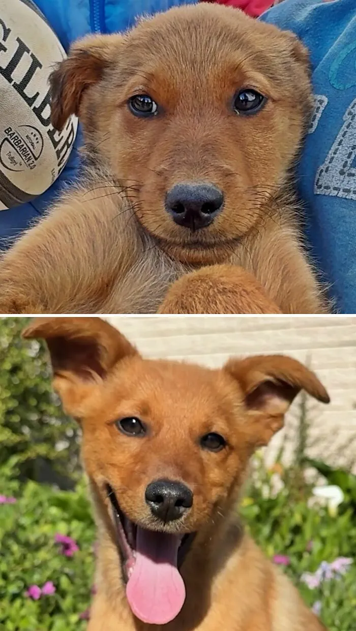 Foto de perro antes y despues de ser adoptado, mostrando a un cachorro pelirrojo triste y luego muy feliz