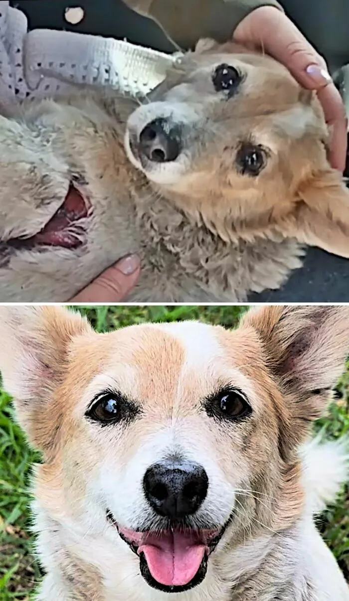 Perro herido con una herida en el costado antes y luciendo sano y feliz tras ser adoptado.