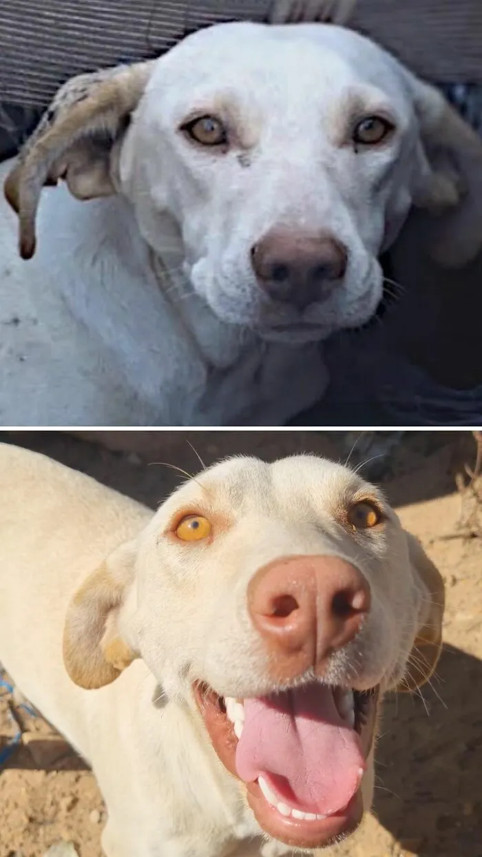 Un perro blanco triste y triste antes y feliz sonriendo tras ser adoptado.