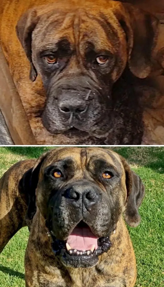 Perros antes y después de ser adoptados: perro atigrado grande de aspecto melancólico transformado en feliz.