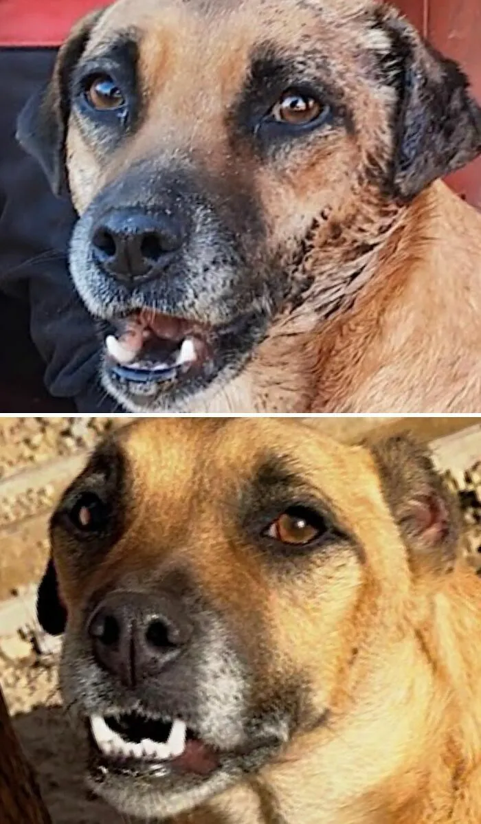 Fotos de perros antes y después de ser adoptados: perro mestizo triste y su cambio radiente a feliz.