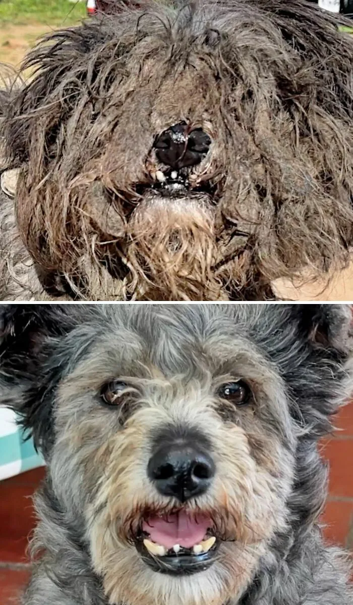 Cambio de perros antes y después de ser adoptados: can peludo de aspecto descuidado y luego limpio y sonriente.