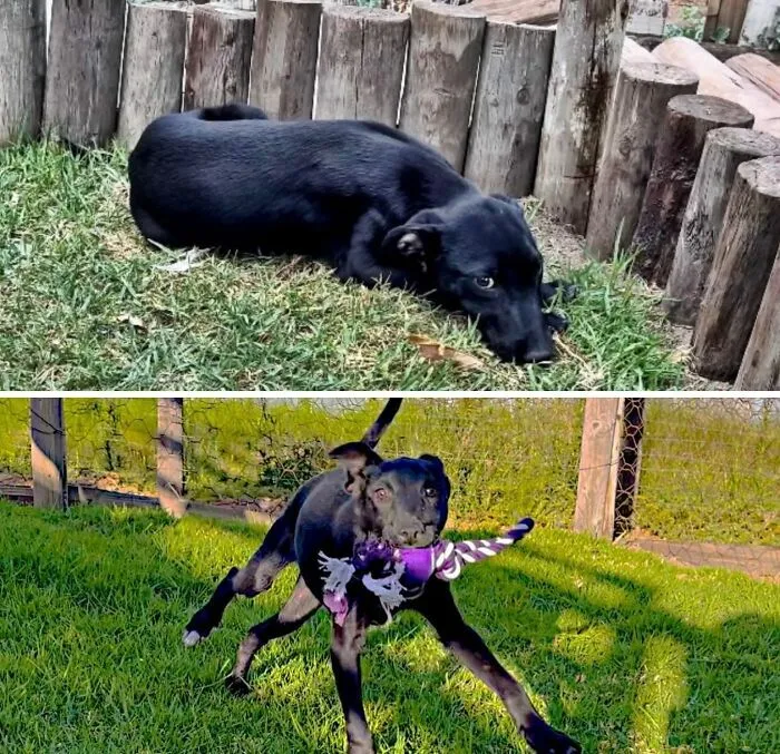 Perros antes y después de ser adoptados: canino negro asustado en el suelo y luego corriendo alegre con juguete.