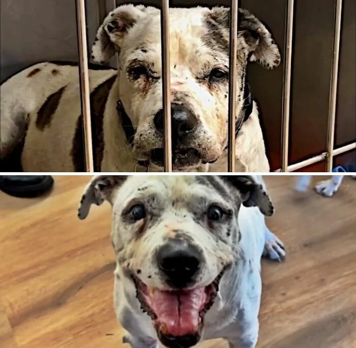 Perro blanco manchado antes y después de ser adoptado disfrutando de su nueva vida en casa.