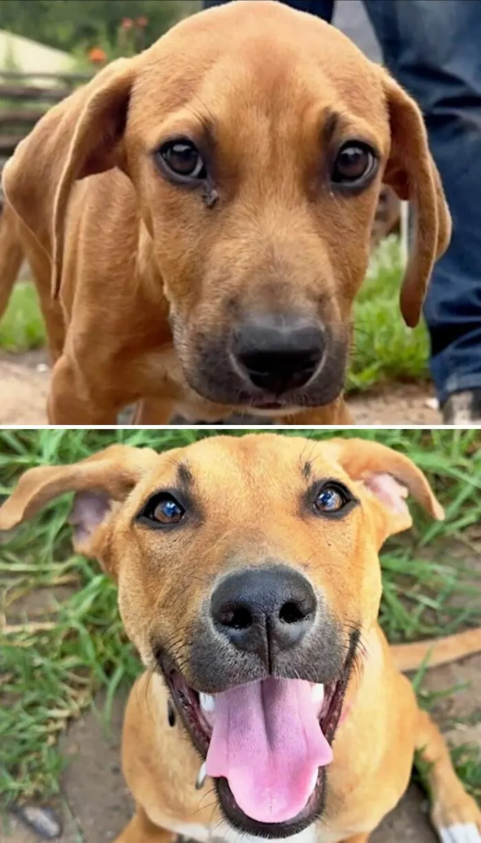Transformación de un perro antes y después de ser adoptado mostrando su mirada alegre y feliz.