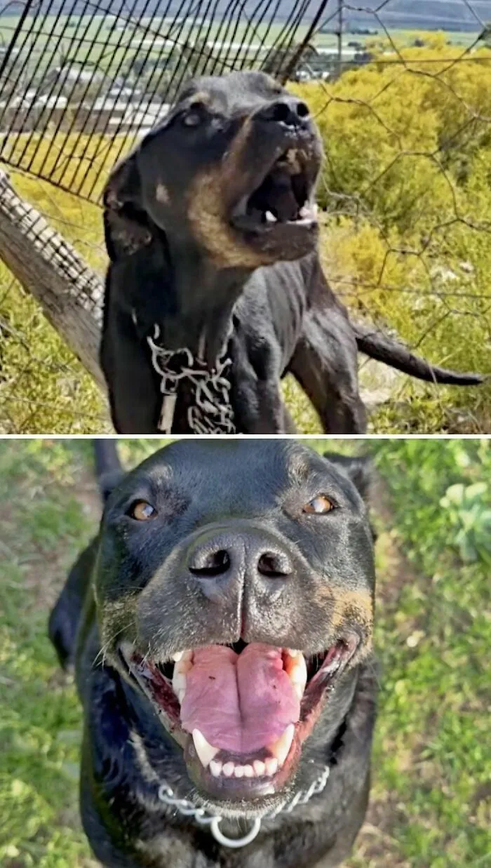 Fotos de perros antes y después de ser adoptados mostrando a un perro negro feliz en su nuevo hogar.