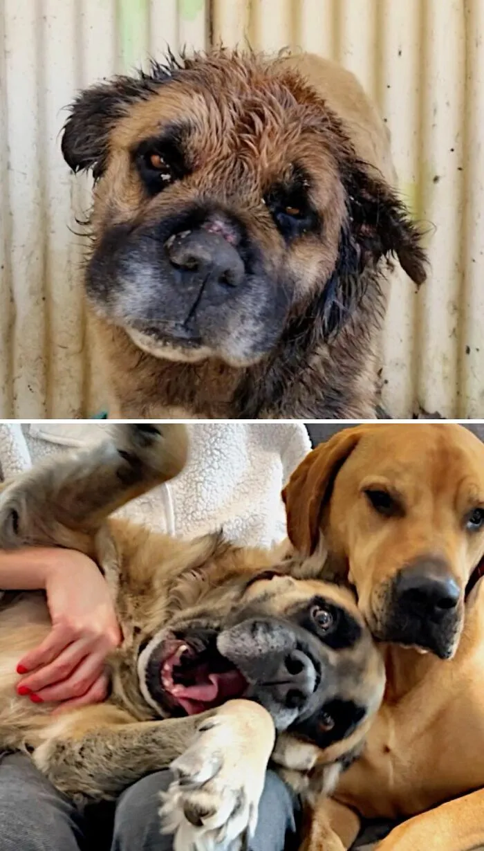 Un perro antes y después de ser adoptado jugando alegremente junto a otro perro en un hogar feliz.
