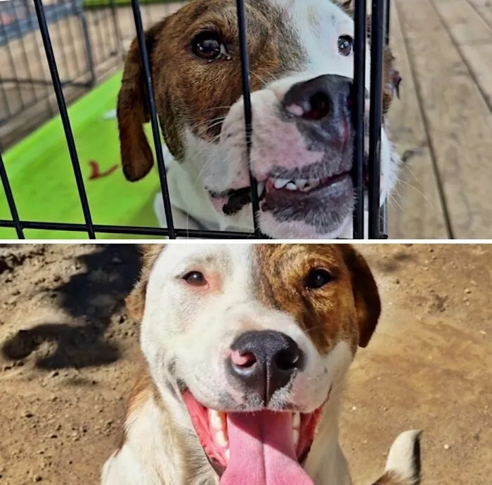 Comparativa de perro antes y después de ser adoptado, pasando de la jaula a una gran sonrisa.