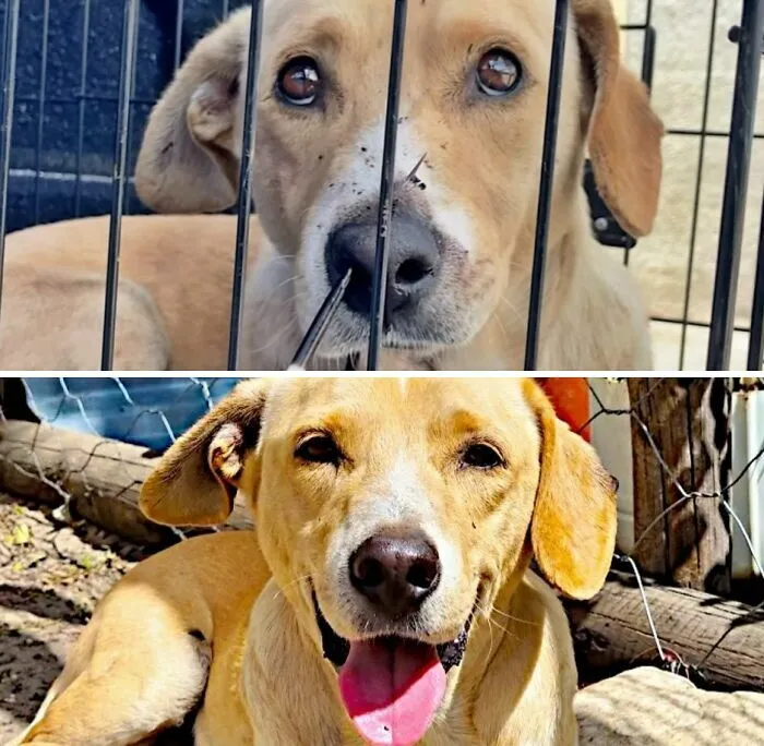 Increíbles fotos de perros antes y después de ser adoptados felices y libres.