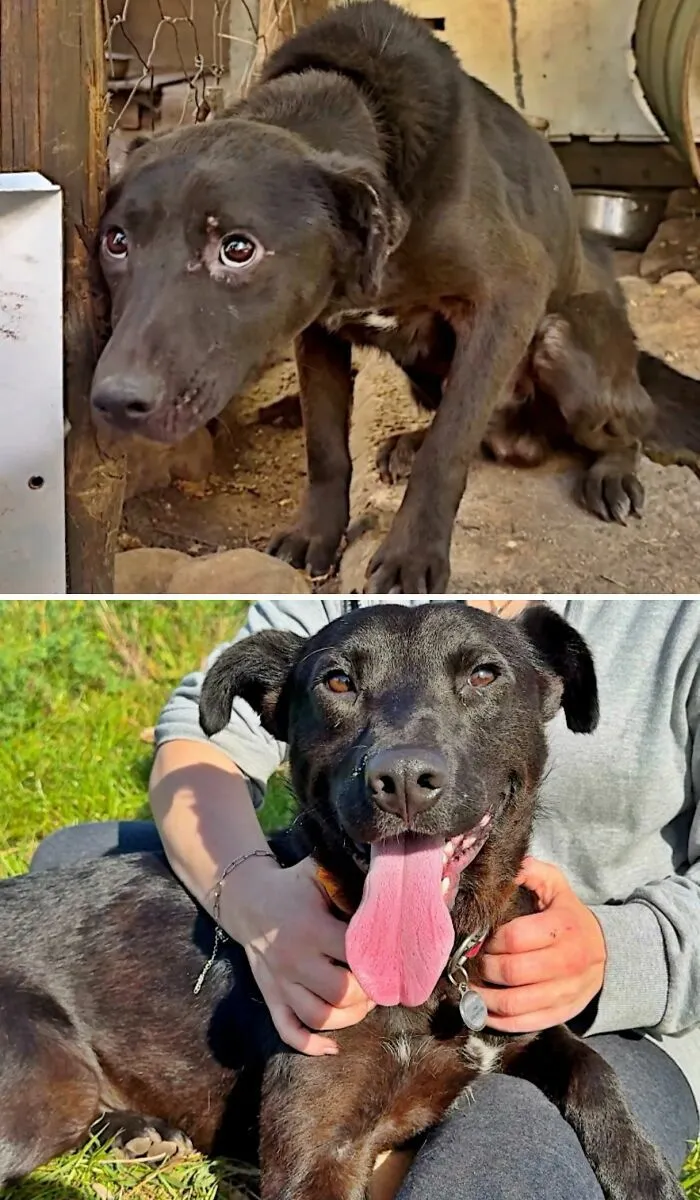 Perros antes y después de ser adoptados: de la tristeza a la felicidad.