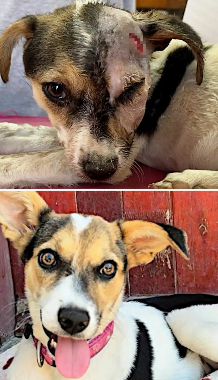 Increíble cambio de un perro herido a sano y feliz, mostrando perros antes y después de ser adoptados.