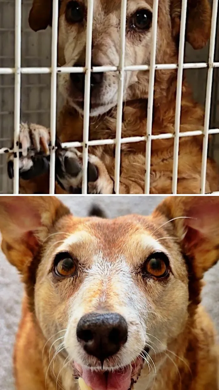 Perro mestizo en un refugio y luego feliz en casa, un claro ejemplo de perros antes y después de ser adoptados.