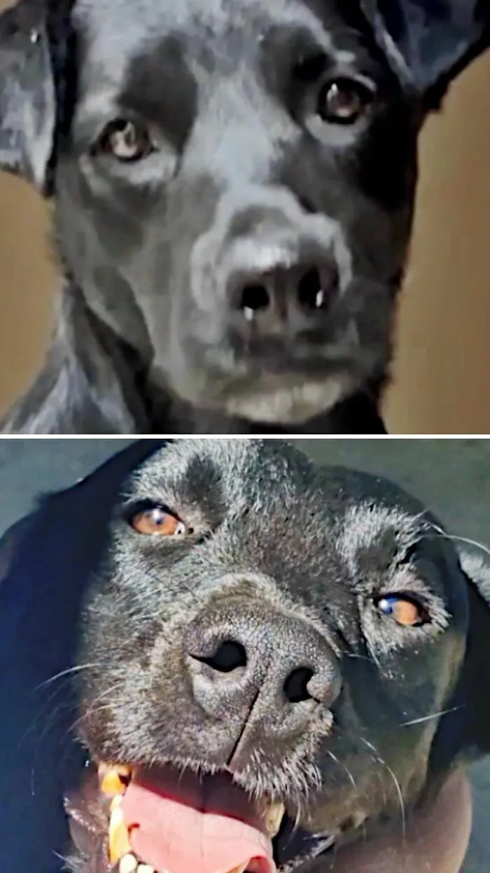Foto de perro negro antes y después de ser adoptado, mostrando su cambio a una mirada alegre y feliz.
