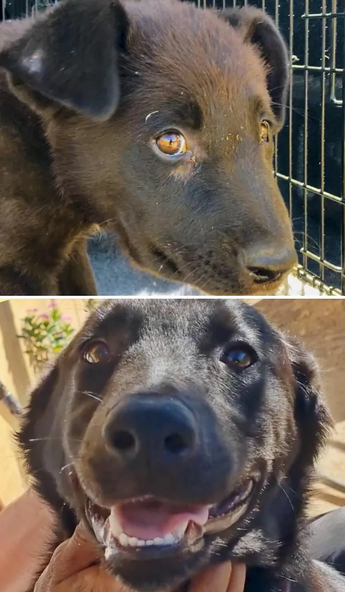 Comparativa de un perro negro triste y sonriente, mostrando el impacto de perros antes y después de ser adoptados.