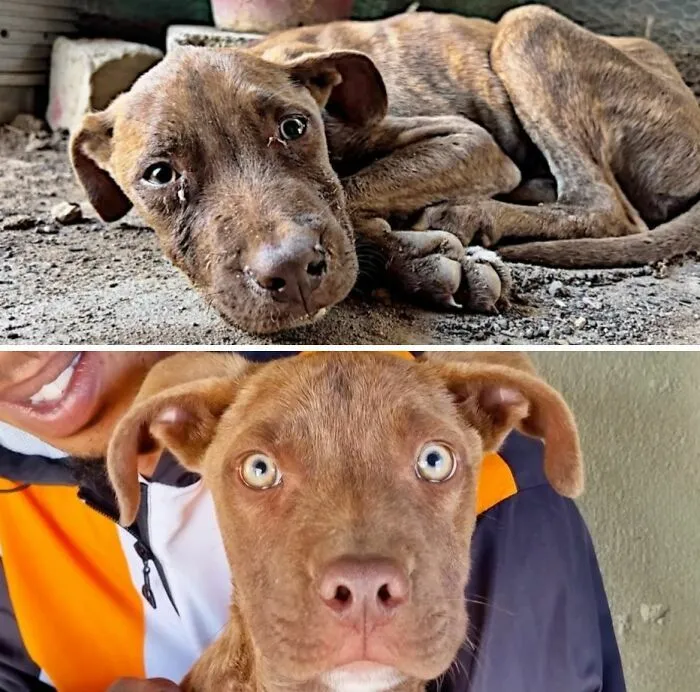 Sorprendente cambio en perros antes y después de ser adoptados, de cachorro desnutrido a un perrito sano y amado.