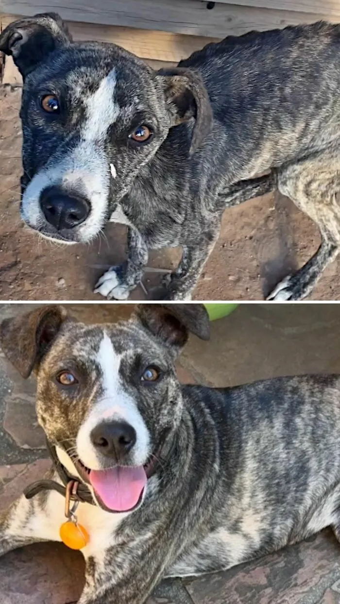 Perros antes y después de ser adoptados: transformación de un perro atigrado que muestra una gran sonrisa.