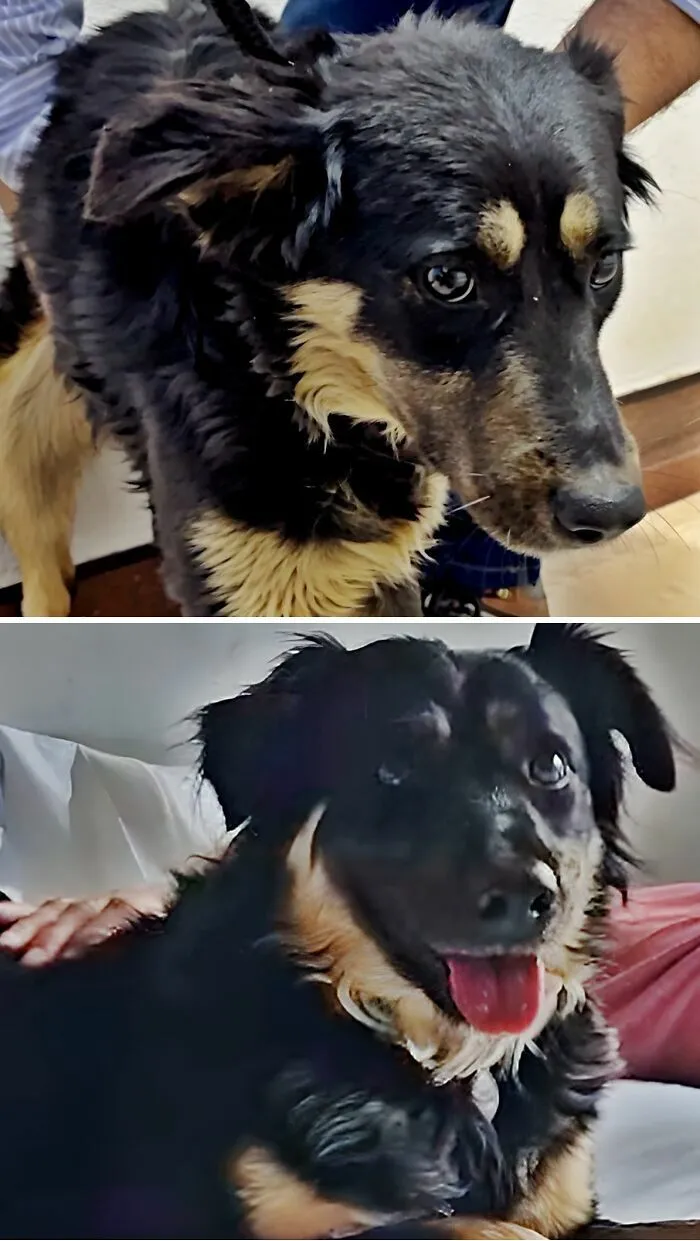 Fotos de perros antes y después de ser adoptados: un perro negro pasa de estar triste a sonreír felizmente.