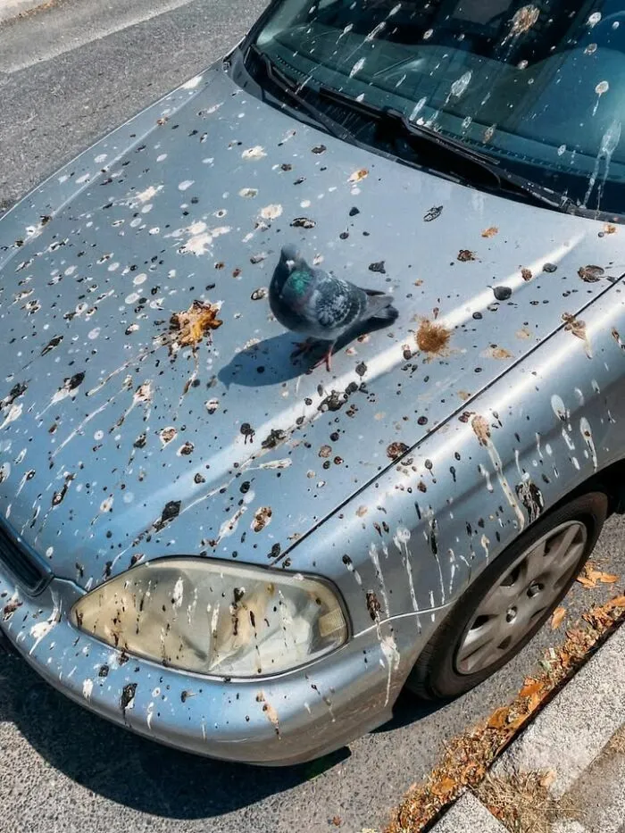 Una paloma sobre un coche manchado en escenas callejeras divertidas.