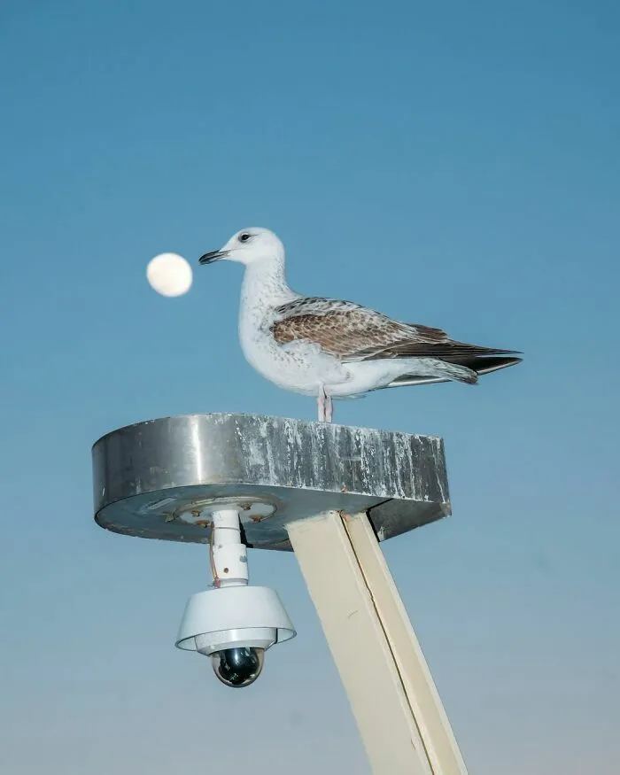 Gaviota alineada con la luna captada en una escena callejera perfectamente sincronizada.