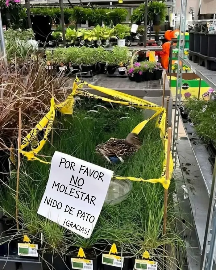 Un pato anidando en una maceta acordonada, una de las imágenes tan divertidas en un vivero.
