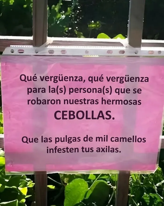 Cartel gracioso sobre cebollas robadas en imágenes divertidas.