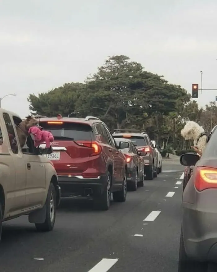 Perros mirando por las ventanas de coches en un tráfico entre imágenes divertidas.