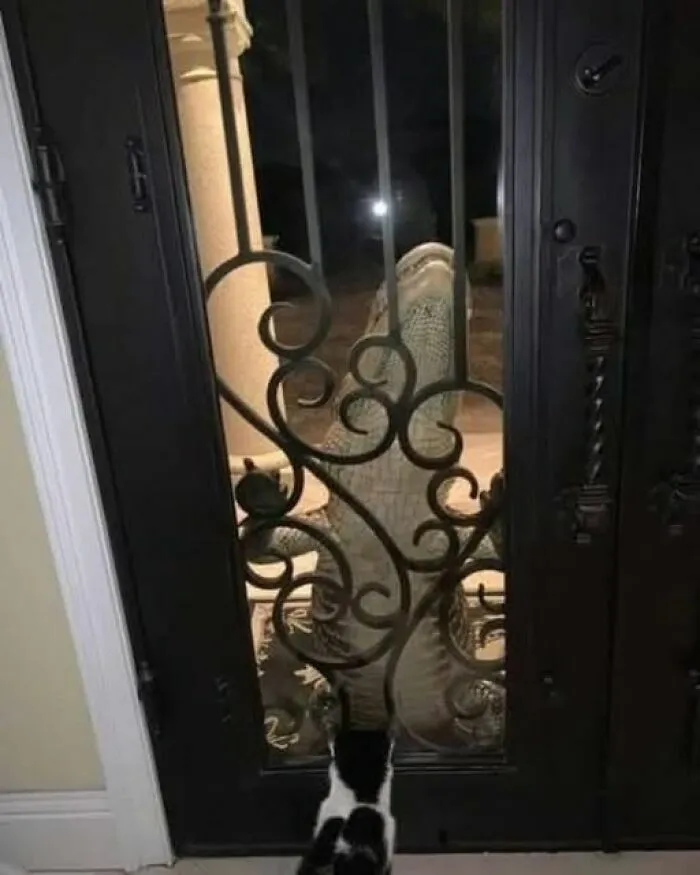 Un aligátor asomándose por la puerta de una casa, una de las imágenes divertidas y curiosas de la lista.