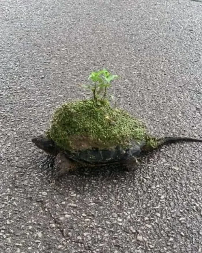 Tortuga con musgo y brotes en su caparazón, una de varias imágenes divertidas y curiosas de animales.