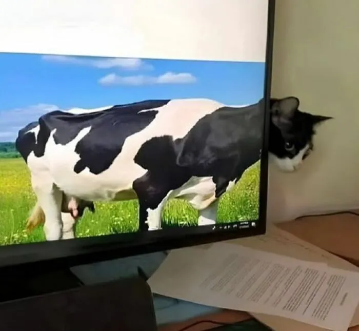 Gato detrás de un monitor alineado con una vaca, entre imágenes tan divertidas como disparatadas