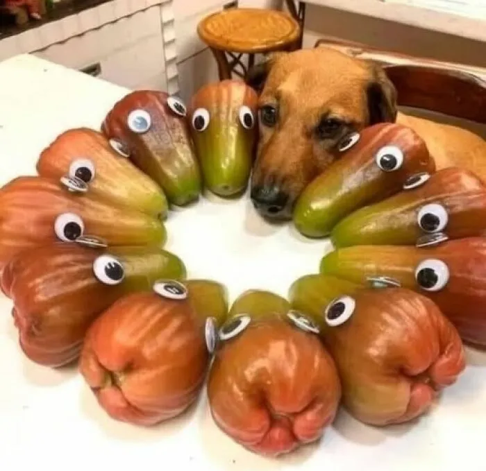 Perro asomando la cabeza entre frutas con ojos adhesivos en imágenes tan divertidas como disparatadas