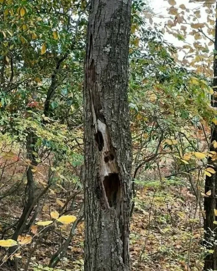 Un tronco de árbol hueco que parece una cara gritando, entre imágenes tan divertidas como disparatadas.