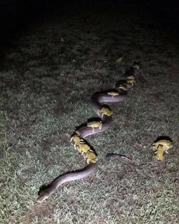 Imágenes divertidas de varios sapos montados sobre la espalda de una gran serpiente en el césped