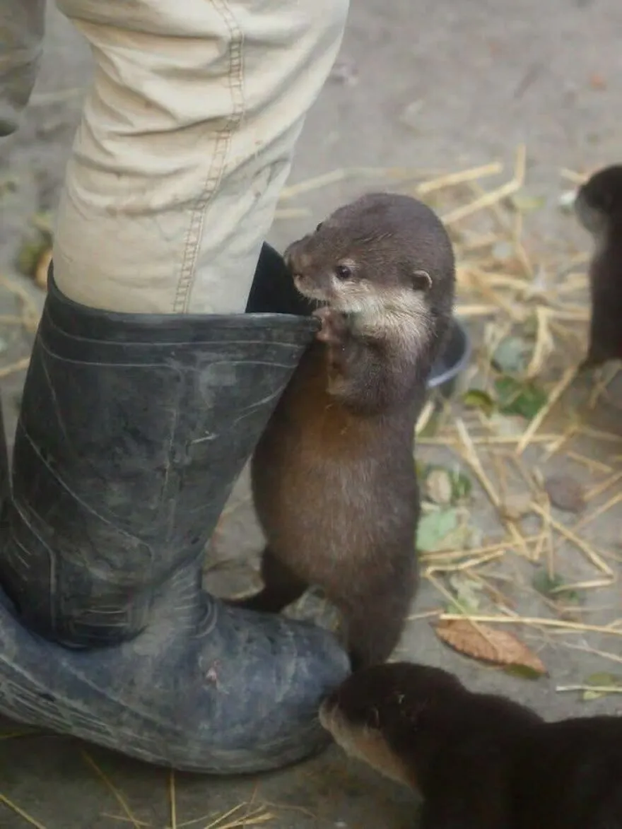 Pequeña nutria agarrando una bota alta en una de estas imágenes confusas y divertidas.