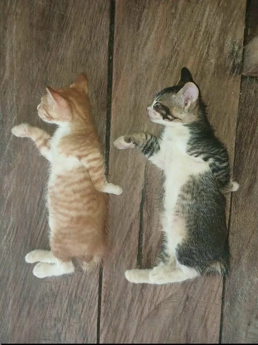 Dos gatitos dormidos en el suelo en posiciones divertidas y confusas.