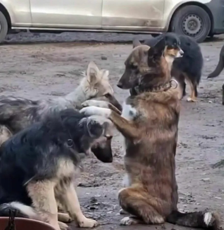 Perro dando la bendición a otro perro, una de las imágenes confusas y divertidas.