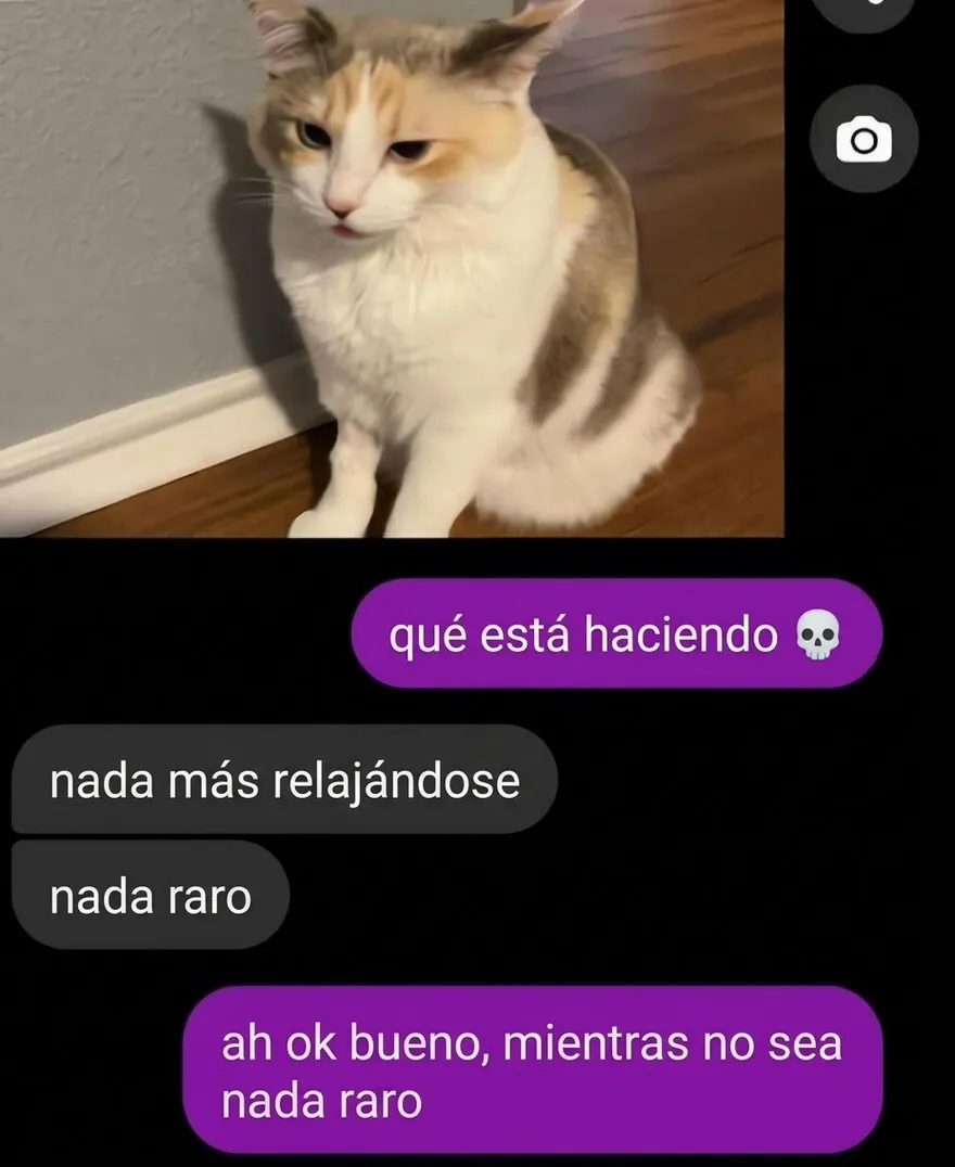 Chat con foto de un gato con cara graciosa, ejemplo de imágenes confusas y divertidas