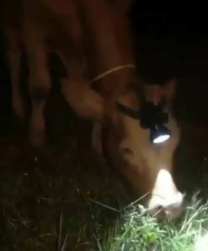 Una vaca comiendo hierba de noche con una linterna en la cabeza en una de estas imagenes confusas