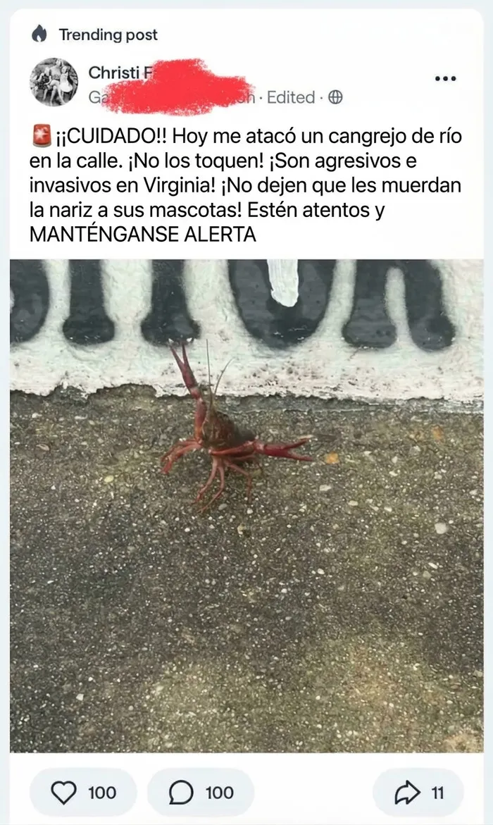 Un cangrejo de río agresivo en la calle reportado por vecinos en redes sociales.