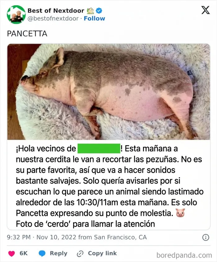 Vecino avisa sobre sonidos de cerdita Pancetta durante el recorte de pezuñas en anécdota divertida