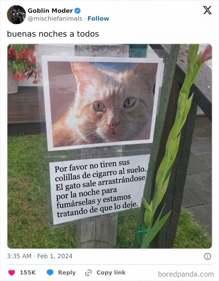 Cartel sobre gato fumador de colillas en anécdotas divertidas de vecinos