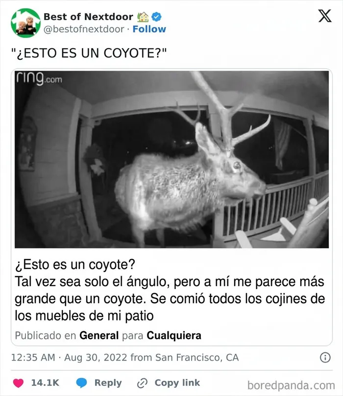 Animal grande confundido con coyote daña muebles de patio