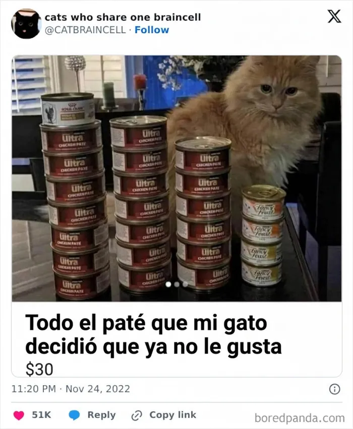 Gato rechaza paté apilado, curiosa anécdota divertida compartida por vecino con gatos